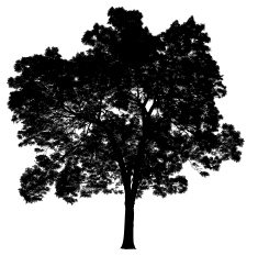 Silhouette of a tree N2