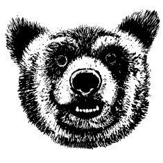 Vector hand drawing bear head grunge