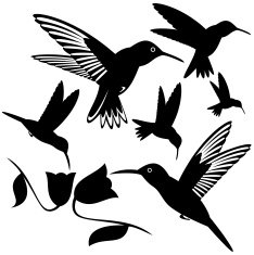 Hummingbird N9