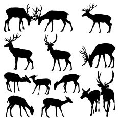 Deer Silhouette N12