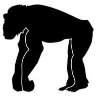 Chimpanzee N2