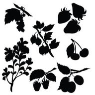 Vector silhouette of different berries