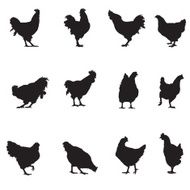 Rooster and Chicken Silhouette