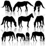 Horses in Pasture Silhouettes