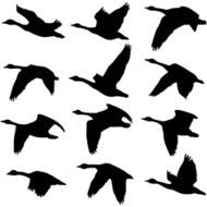 Canadian Geese Silhouettes