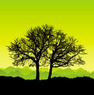 Large remote beautiful tree