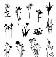 Wildflowers N22