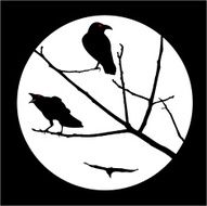 Crows