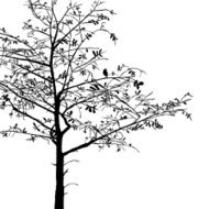 Tree Branches N4