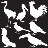 Vector silhouette of various birds N2