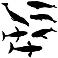 Whale silhouette collection