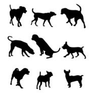 Cute dogs just for you