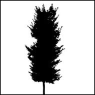Tree Silhouette 03