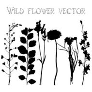 Set silhouettes of wild flowers vector N6
