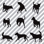DOGS N16