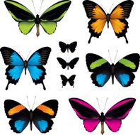 Butterflies N55