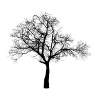 Vector drawing of the winter tree