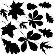 Leaves N84
