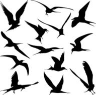 Sea Birds
