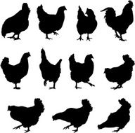 Chicken and cockerel silhouettes