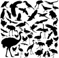 Bird Silhouettes N2