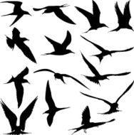 Birds N77