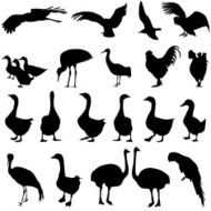 birds in the zoo collection