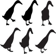 Farm Yard ducks