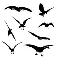 FlyingBirds