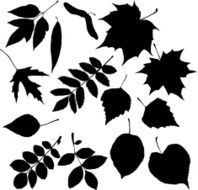 Leaves Silhouette N3