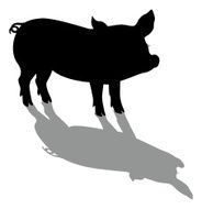Pig silhouette and shadow