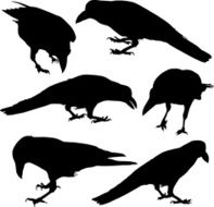 Crow Collection