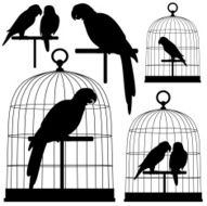 parrots in silhouette