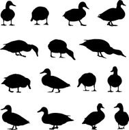 Duck silhouette collection