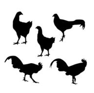 Hen and Rooster black silhouette on white background vector