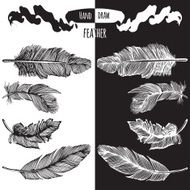 Hands drawn bird feather vector