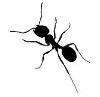 Ant black silhouette vector