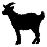 little goat N5