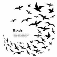 Silhouettes of flying birds