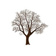 olive tree with no leaves