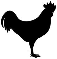 Rooster N7