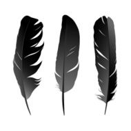 feather N24