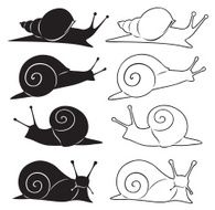 cochlea