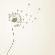 Dandelion N17