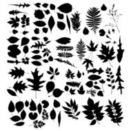 Leaf collection - vector silhouette