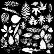 collection of white leaves element grunge