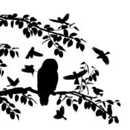 Birds mobbing owl