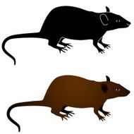 rat N2