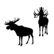 Moose Elk