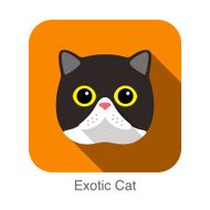 Exotic Cat Cat breed face cartoon flat icon design N2